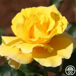 Midas Touch™ 18 Midas Touch™ -HEIRLOOM ROSES Sales midas touch 11