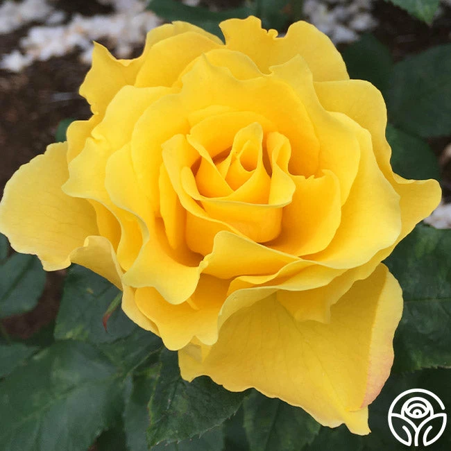 Midas Touch™ 4 Midas Touch™ - Image 2