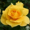 Midas Touch™ 1 Midas Touch™ -HEIRLOOM ROSES Sales midas touch 3 1