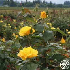 Midas Touch™ 14 Midas Touch™ -HEIRLOOM ROSES Sales midas touch 4 1