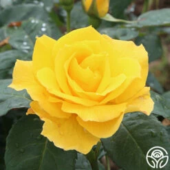 Midas Touch™ 15 Midas Touch™ -HEIRLOOM ROSES Sales midas touch 5 2