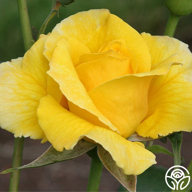 Midas Touch™ 9 Midas Touch™ - Image 7