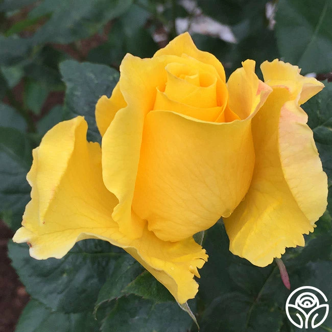 Midas Touch™ 8 Midas Touch™ - Image 6