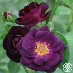Midnight Blue™ 10 Midnight Blue™ -HEIRLOOM ROSES Sales midnight blue 1 8