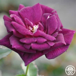 Midnight Blue™ 15 Midnight Blue™ -HEIRLOOM ROSES Sales midnight blue 2 8