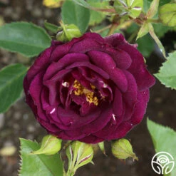 Midnight Blue™ 14 Midnight Blue™ -HEIRLOOM ROSES Sales midnight blue 3 8