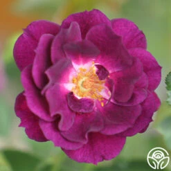 Midnight Blue™ 13 Midnight Blue™ -HEIRLOOM ROSES Sales midnight blue 5 8