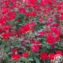 Miracle On The Hudson® -HEIRLOOM ROSES Sales miracle on the hudson 2 4