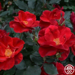 Miracle On The Hudson® -HEIRLOOM ROSES Sales miracle on the hudson 4 4