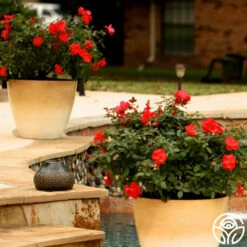 Miracle On The Hudson® -HEIRLOOM ROSES Sales miracle on the hudson 5 1