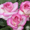 Miss Congeniality™ -HEIRLOOM ROSES Sales miss congeniality 0