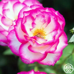 Miss Congeniality™ 13 Miss Congeniality™ -HEIRLOOM ROSES Sales miss congeniality 11