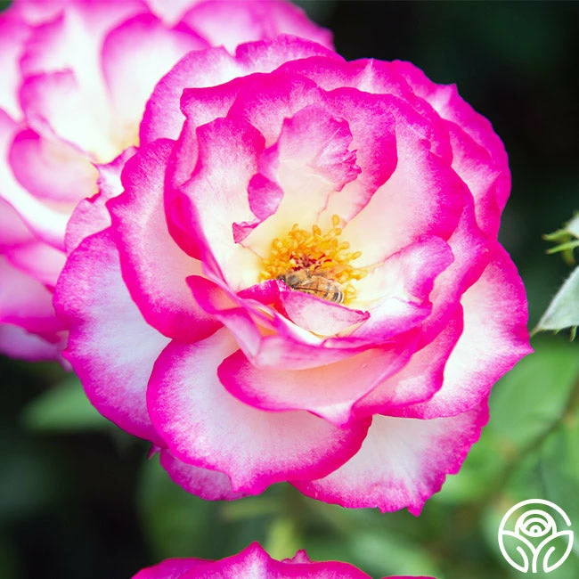 Miss Congeniality™ 7 Miss Congeniality™ - Image 5