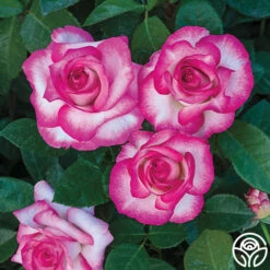 Miss Congeniality™ 11 Miss Congeniality™ -HEIRLOOM ROSES Sales miss congeniality 1 1 1