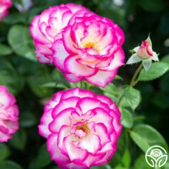 Miss Congeniality™ 12 Miss Congeniality™ -HEIRLOOM ROSES Sales miss congeniality 3 1 1