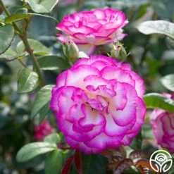 Miss Congeniality™ 15 Miss Congeniality™ -HEIRLOOM ROSES Sales miss congeniality 4