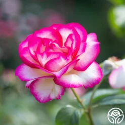 Miss Congeniality™ 14 Miss Congeniality™ -HEIRLOOM ROSES Sales miss congeniality 5