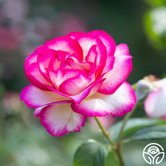 Miss Congeniality™ 8 Miss Congeniality™ - Image 6