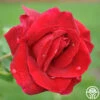 Mister Lincoln® -HEIRLOOM ROSES Sales mister lincoln 1 1