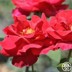Mister Lincoln® -HEIRLOOM ROSES Sales mister lincoln 2 1