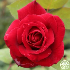 Mister Lincoln® -HEIRLOOM ROSES Sales mister lincoln 3 1