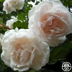 Mme Alfred Carrière -HEIRLOOM ROSES Sales mme alfred carriere 1