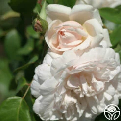 Mme Alfred Carrière -HEIRLOOM ROSES Sales mme alfred carriere 3