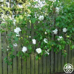 Mme Alfred Carrière -HEIRLOOM ROSES Sales mme alfred carriere 4