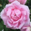 Mme Caroline Testout -HEIRLOOM ROSES Sales mme caroline testout 2 1 1