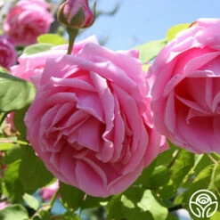 Mme Caroline Testout -HEIRLOOM ROSES Sales mme caroline testout 4 8