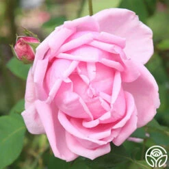 Mme Caroline Testout -HEIRLOOM ROSES Sales mme caroline testout 5 1