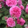 Mme Dubost -HEIRLOOM ROSES Sales mme dubost 1 5