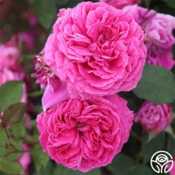 Mme Dubost -HEIRLOOM ROSES Sales mme dubost 2 1 1