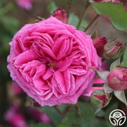 Mme Dubost -HEIRLOOM ROSES Sales mme dubost 3 5