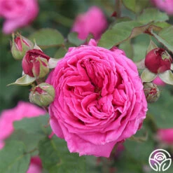 Mme Dubost -HEIRLOOM ROSES Sales mme dubost 4