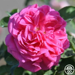 Mme Dubost -HEIRLOOM ROSES Sales mme dubost 5