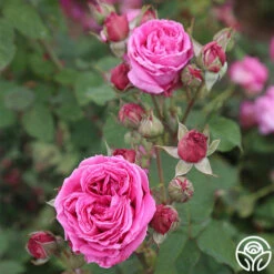 Mme Dubost -HEIRLOOM ROSES Sales mme dubost 9