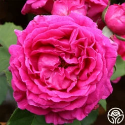 Mme Isaac Pereire -HEIRLOOM ROSES Sales mme isaac pereire 1 5