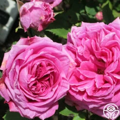 Mme Isaac Pereire -HEIRLOOM ROSES Sales mme isaac pereire 2 1 1