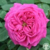 Mme Isaac Pereire -HEIRLOOM ROSES Sales mme isaac pereire 3
