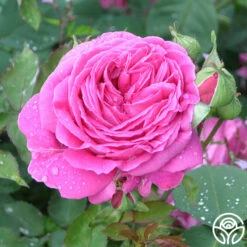 Mme Isaac Pereire -HEIRLOOM ROSES Sales mme isaac pereire 4