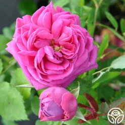 Mme Isaac Pereire -HEIRLOOM ROSES Sales mme isaac pereire 5