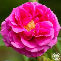 Mme Isaac Pereire -HEIRLOOM ROSES Sales mme isaac pereire 6