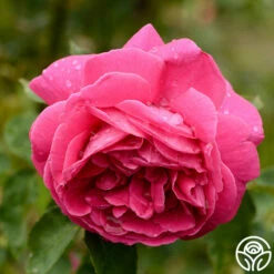 Mme Isaac Pereire -HEIRLOOM ROSES Sales mme isaac pereire 8 1