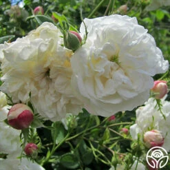Mme Plantier -HEIRLOOM ROSES Sales mme plantier 2 1 1