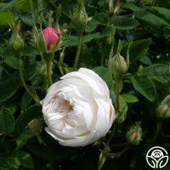 Mme Plantier -HEIRLOOM ROSES Sales mme plantier 3 1