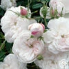 Mme Plantier -HEIRLOOM ROSES Sales mme plantier 6 5
