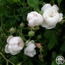 Mme Plantier -HEIRLOOM ROSES Sales mme plantier 7 5