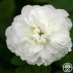 Mme Plantier -HEIRLOOM ROSES Sales mme plantier 8 5