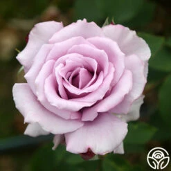 Mme Violet -HEIRLOOM ROSES Sales mme violet 3 7